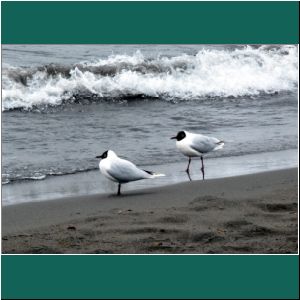 Patagonienmöwe, Gaviota cahuil, Chroicocephalus maculipennis, 8.9.2019