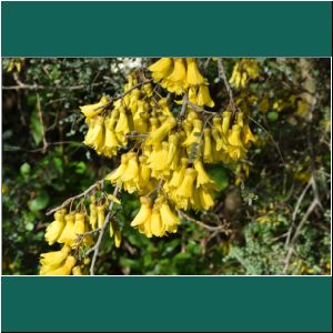 Pelú, Sophora cassioides, 17.9.2019