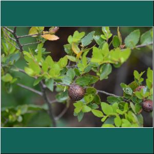 Nothofagus dombeyi