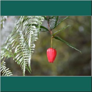Crinodendron hookerianum