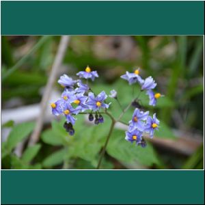 Solanum