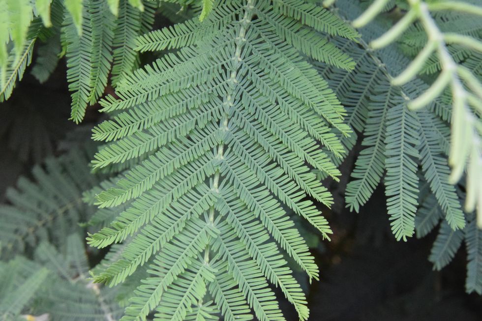 Acacia dealbata