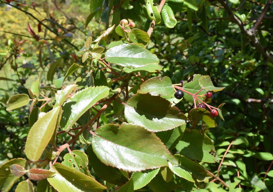 Maqui, chilenische Weinbeere, Aristotelia chilensis