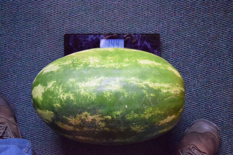 Sandia mit 14,4 kg