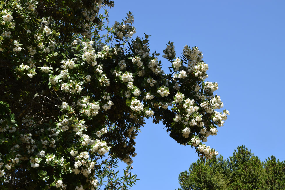 Botanischer Garten in Valdivia, Ulmo