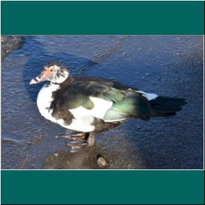 Cairina moschata, Moschusente am Lago Llanquihue, 30.5.20