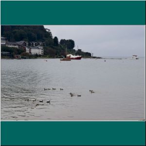 Enten am Lago Llanquihue, 20.6.20