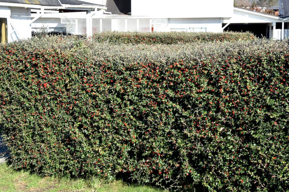 l64ap-0736-1-Hecke-Cotoneaster-21-5-m.jpg