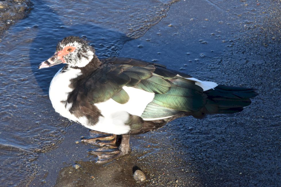 l72ap-0783-1-Cairina-moschata-30-5-20-m.jpg