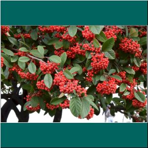 Cotoneaster, 5.7.20