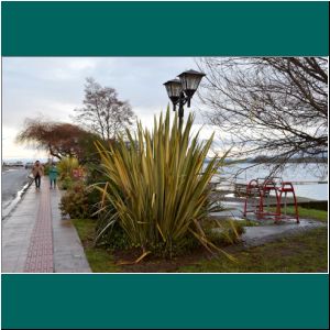 Flachspflanzen an der Costanera in Puerto Varas