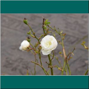 Weiße Rose an der Mole in Puerto Varas, 23.8.20