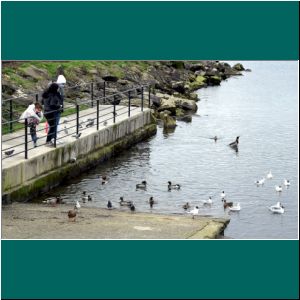 Entenfütterung an der Mole in Puerto Varas, 28.8.20