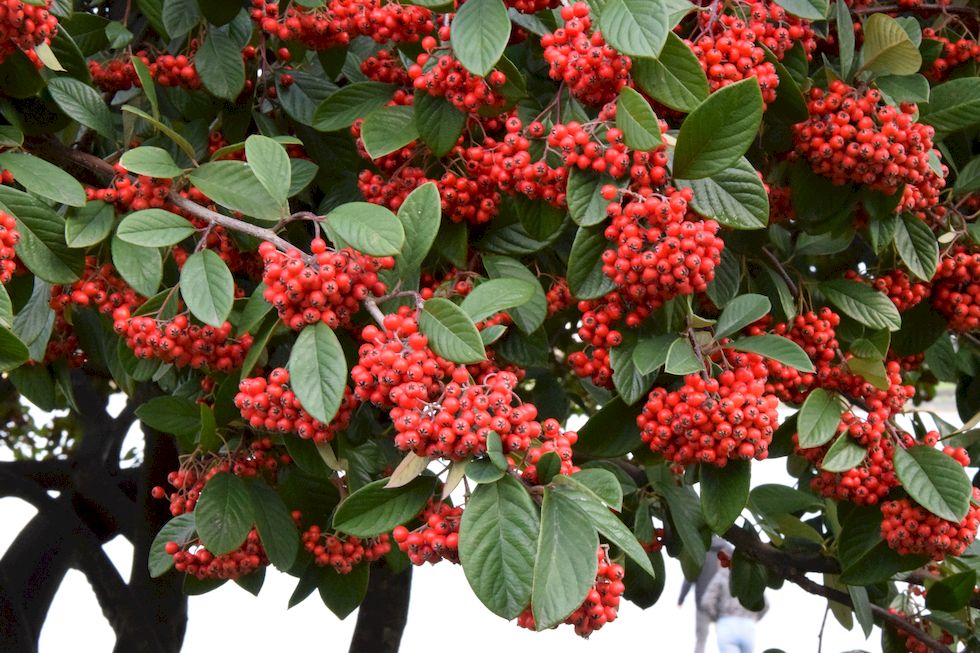 m05ap-1062-1-Cotoneaster-5-7-m.jpg