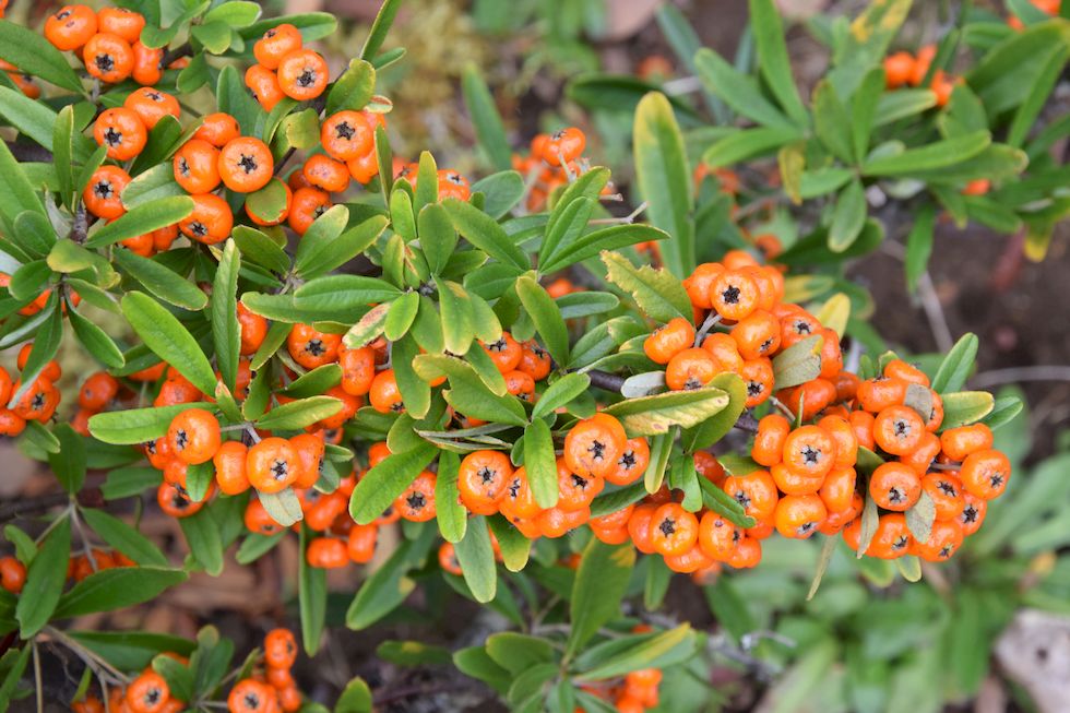 m60ap-0305-1-Philippi-Pyracantha-21-8-m.jpg