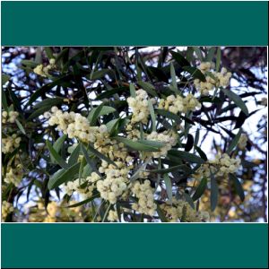 Weidenblatt-Akazie, Acacia azul, 6.9.20