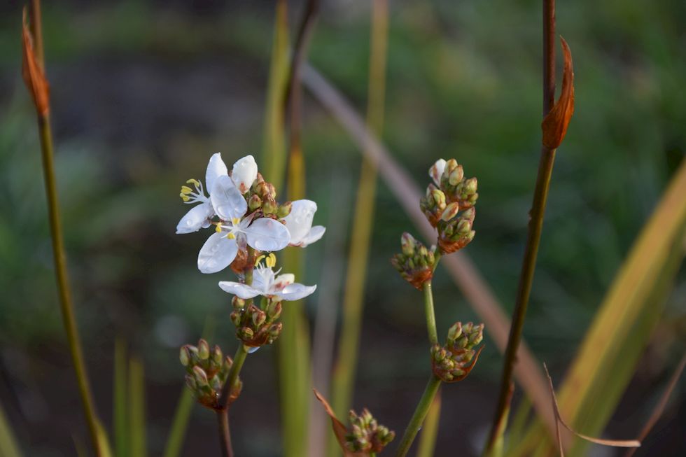 n46ap-0825-1-Mole-Libertia-chilensis-17-10-m.jpg