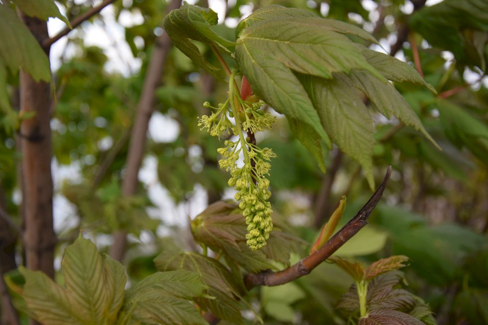 n47ap-0836-1-Acer-Pseudoplatanus-18-10-m.jpg