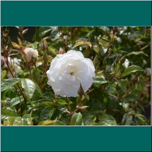 Puerto Varas ist die Stadt der Rosen, 26.11.20