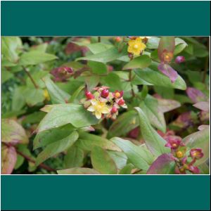 Johanniskraut,Toda buena, Hypericum androsaemum, 8.12.2020