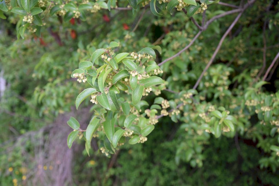 o06ap-1033-1-Baum-unbekannt-5-11-m.jpg