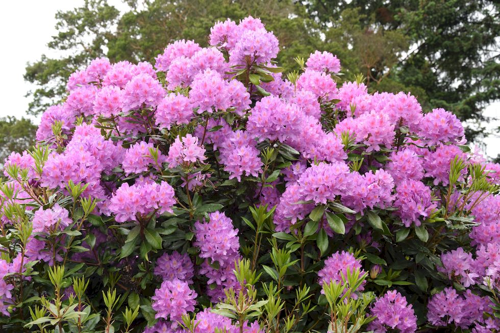 o44ap-0202-1-Rhododendron-27-11-m.jpg