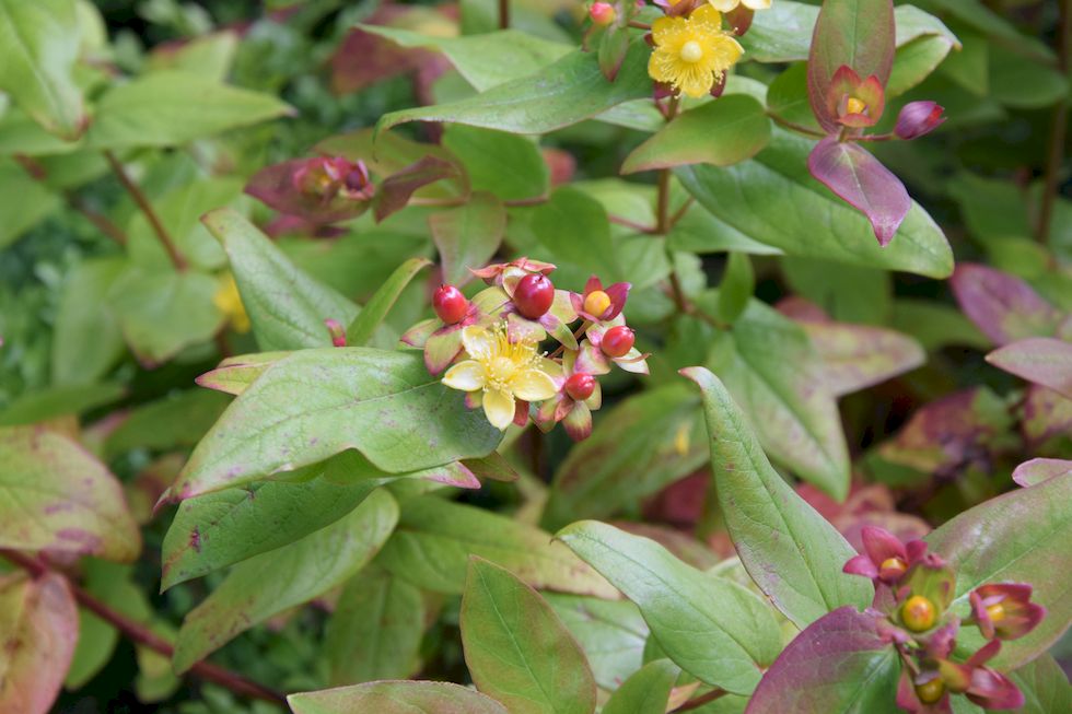 o61ap-0297-1-Johanniskraut-Toda-buena-Hypericum-androsaemum-9-12-m.jpg