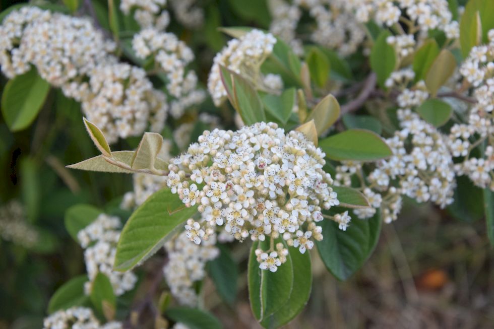 o97ap-0483-1-Cotoneaster-31-12-m.jpg