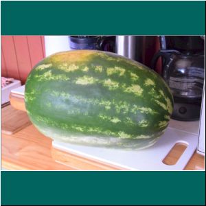 Wassermelone, 22.1.21