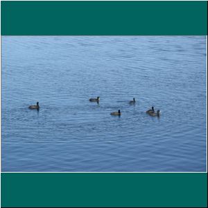 Taguas chicas am Lago Llanquihue, 24.1.21