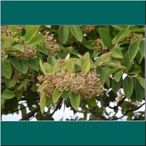 Puerto Varas, Cotoneaster, 16. 2.21