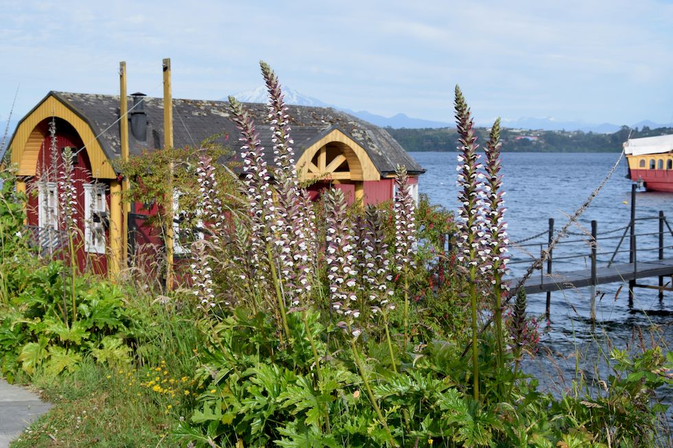 p04ap-0501-1-Acanthus-mollis-3-1-m.jpg