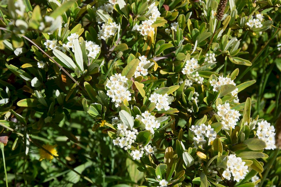 p06ap-0508-1-Pyracantha-coccinea-4-1-m.jpg