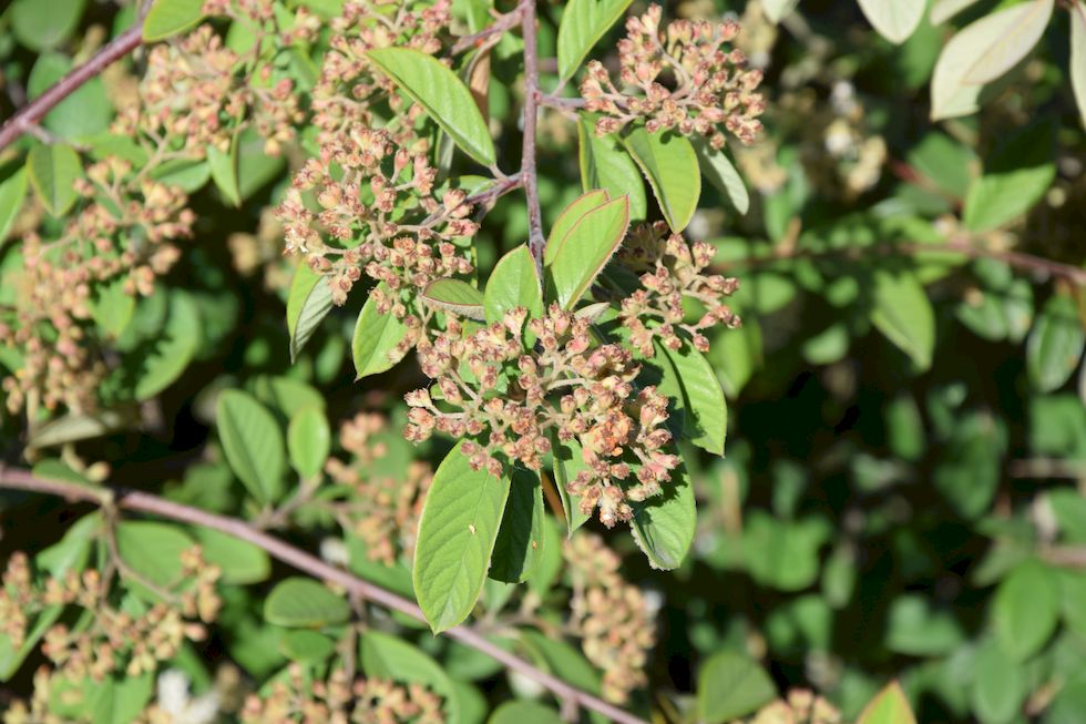 p25ap-0607-1-Costanera-Cotoneaster-17-1-m.jpg