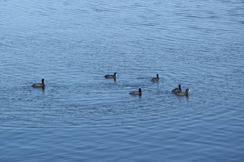 p39ap-0685-1-Tagua-chica-Lago-Llanquihue-24-1-m.jpg