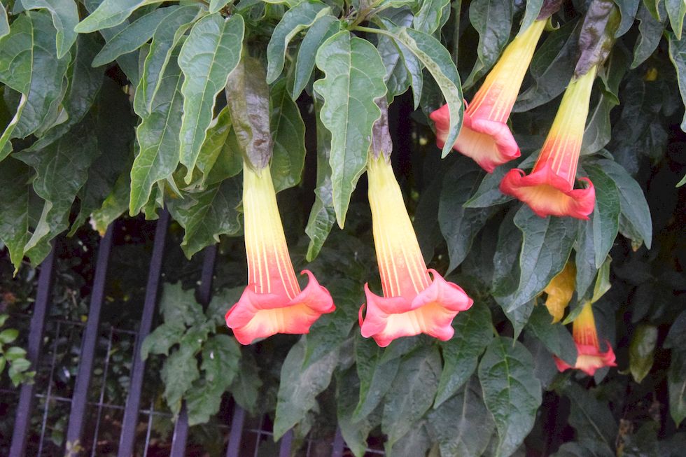 p60ap-0791-1-Engelstrompete-Trompeta-de-angel-Brugmansia-1-2-m.jpg