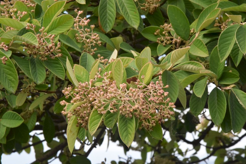 p77ap-0892-1-Cotoneaster-16-2-m.jpg