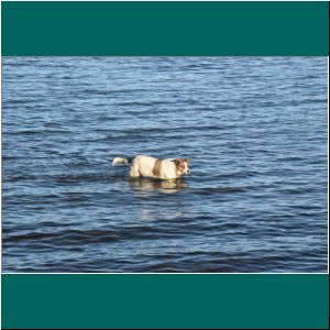 Ein Hund im Lago Llanquihue, 4.3.21