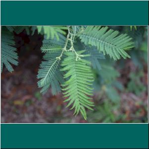 Cerro Philippi, Acacia dealbata, 23.4.2021