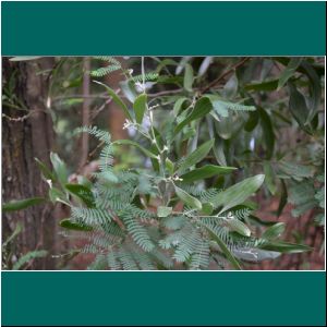 Cerro Philippi, Acacia dealbata, 23.4.2021