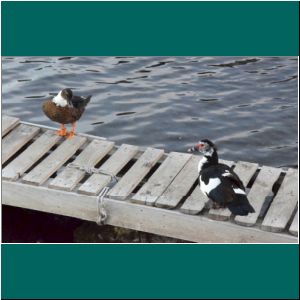 Moschusenten am Lago Llanquihue, 22.3.21