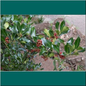 Cerro Philippi, Ilex aquifolium, 4.4.2021