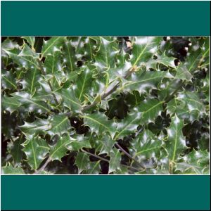 Cerro Philippi, Ilex aquifolium, 4.4.2021