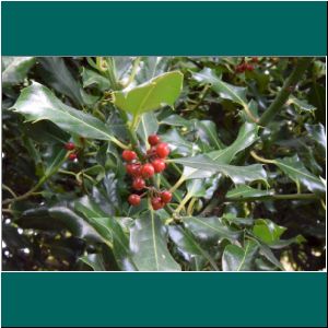 Cerro Philippi, Ilex aquifolium, 4.4.2021