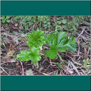 Cerro Philippi, Acanthus mollis, 9.4.2021