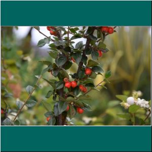 Cerro Philippi, Cotoneaster, 11.4.2021