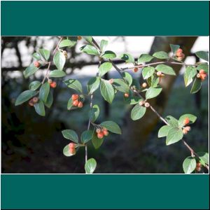 Cerro Philippi, Cotoneaster horizontalis, 15.4.2021