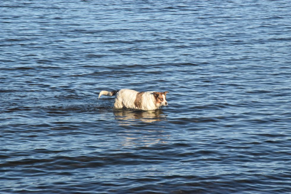 q05ap-0029-1-Lago-Llanquihue-Hund-4-3-m.jpg