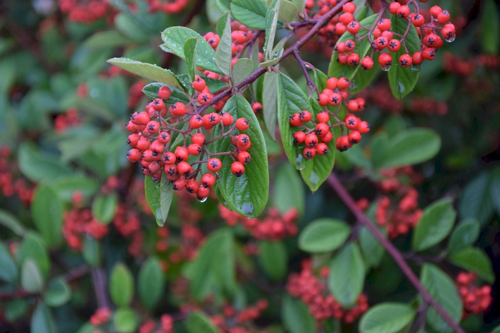 q101ap-0446-1-Cotoneaster-20-4-m.jpg