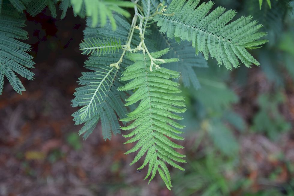 q106ap-0460-1-Philippi-Acacia-dealbata-23-4-m.jpg